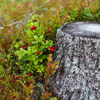 Kjell Normann Hittnes