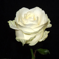 Jan-Petter Jean-Pierre Balavoine