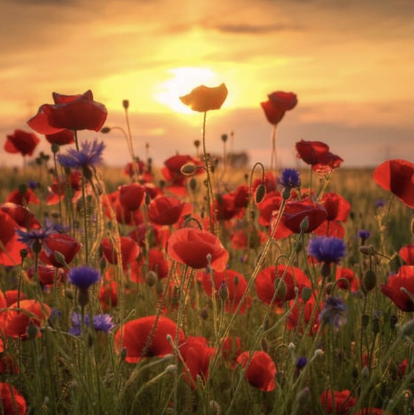 Klikk for å se forhåndsvisning